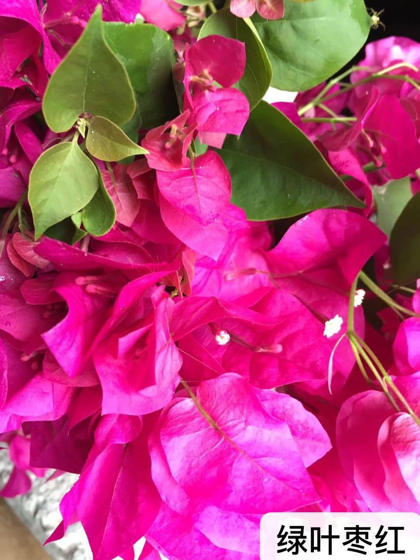 绿叶枣红 三角梅 扦插苗 满额包邮 勤花品种