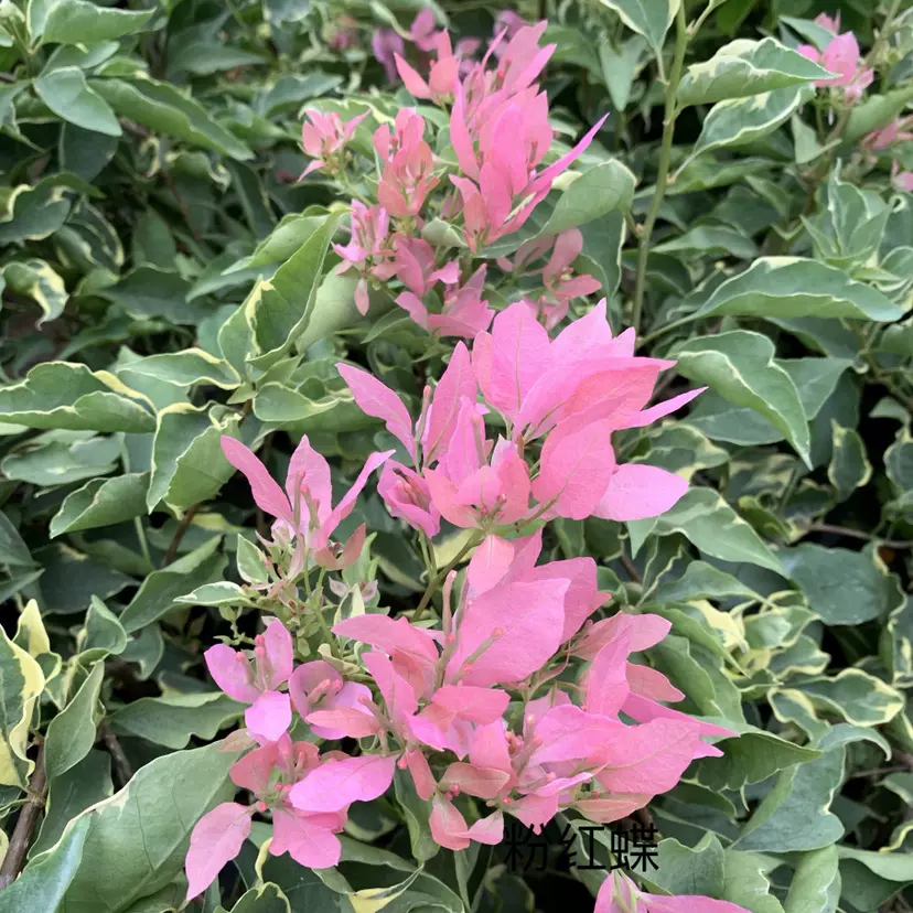 粉红蝶 三角梅 扦插苗(有苗情图) 勤花花期长 庭院阳台