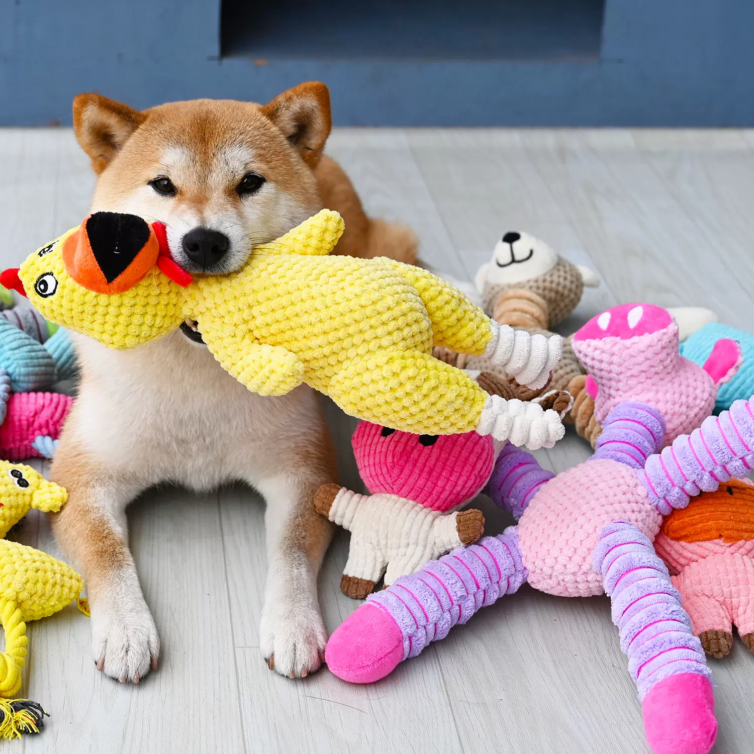 宠物狗狗柯基泰迪柴犬玩具 bb叫发声解闷陪伴耐咬洁齿磨牙玩具