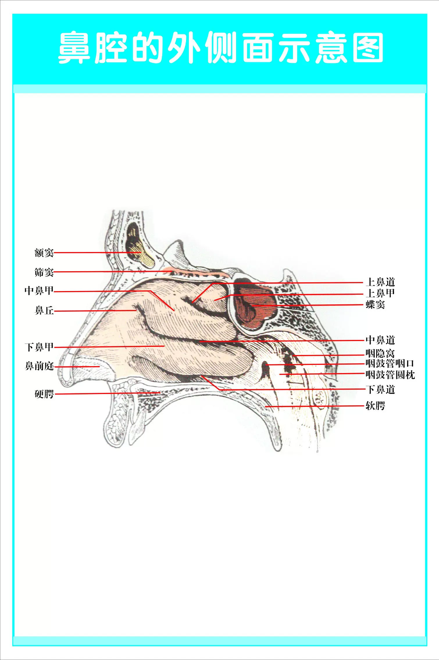 753居家海报展板喷绘贴纸图片219眼耳鼻喉科解剖图鼻腔示意图