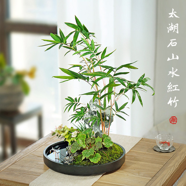 Landscape bamboo bonsai water raising red bamboo Guanyin bamboo desktop green plants office in the tea table living room owner tables and pot plants

