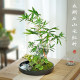 Landscape bamboo bonsai water raising red bamboo Guanyin bamboo desktop green plants office in the tea table living room owner tables and pot plants
