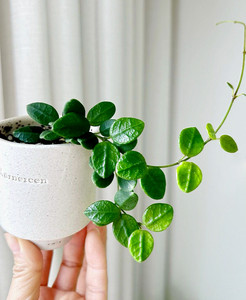 Tengchong ball orchid balcony indoor living room study mini potted hanging plant