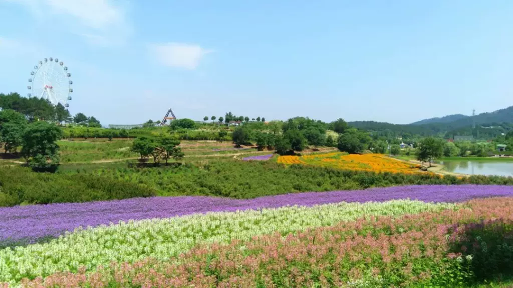 花海乐园图片