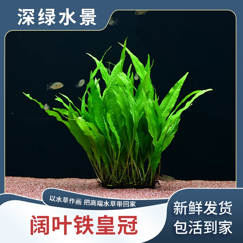 魚缸造景懶人水草活體淡水陰性植物大闊葉鐵皇冠細