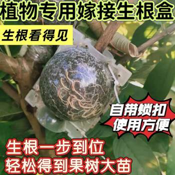 
High-pressure grafting and rooting box for plants