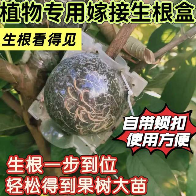 Plant-specific high-pressure grafting rooting box grafting cuttings rooting artifact transparent sphere with lock gardening supplies