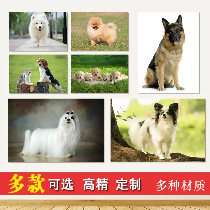 宠物狗装饰画博美狼狗拉布拉多西施犬可爱小狗背景