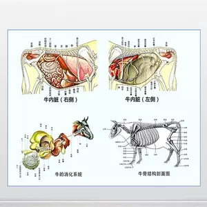 牛的解剖- Top 500件牛的解剖- 2024年4月更新- Taobao