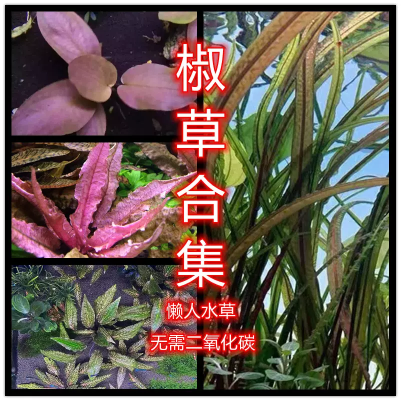 阿根廷皇冠ada水草无需co2主景草鱼缸造景水草挺水植物保证-Taobao