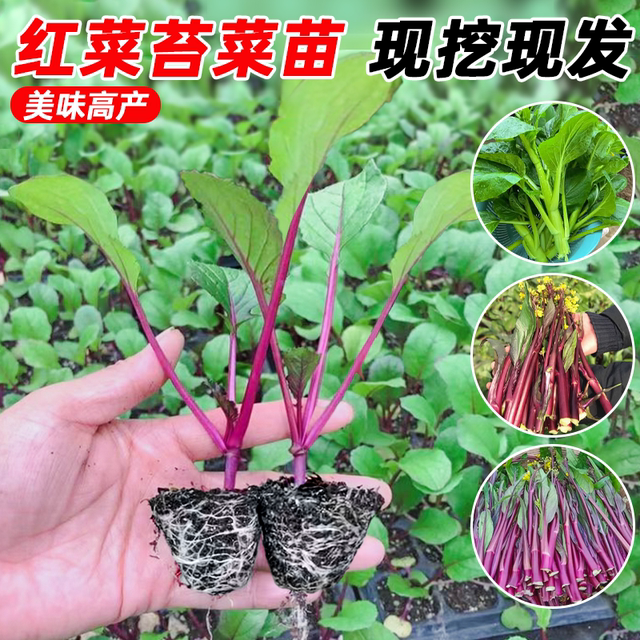 Authentic red rapeseed moss seedlings, old varieties of green cabbage moss seedlings, Hubei Hongshan red rapeseed moss seedlings seeds, autumn and winter vegetable seedlings