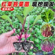 Authentic red rapeseed moss seedlings, old varieties of green cabbage moss seedlings, Hubei Hongshan red rapeseed moss seedlings seeds, autumn and winter vegetable seedlings