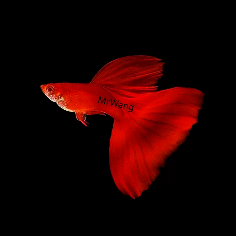 硬背血紅白子孔雀魚觀賞魚熱帶魚鳳尾魚小型淡水魚純種自家寵物 Taobao