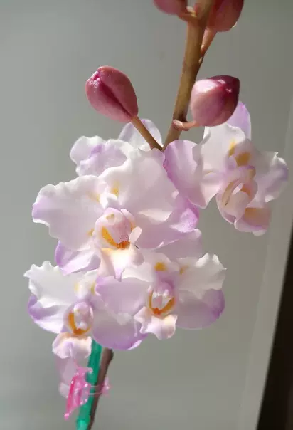 Phal. equestris 'Mauve' 粉紫EQ蝴蝶兰/花期长/容易长高芽/多花-Taobao