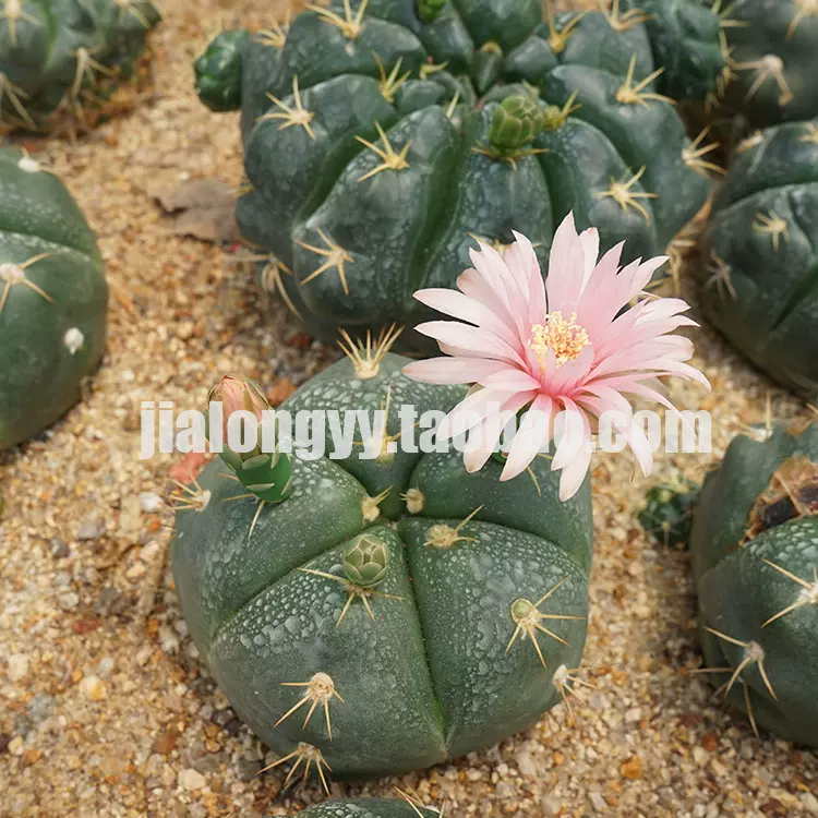 海王仙人球 趴刺裸萼球属多肉植物 龟甲海王 特色海王球丸-Taobao