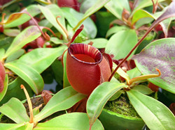Foshan Base of Carnivorous Plants--Black Moon Pirate Nepenthes, short, fat round pitcher, large leaves, specially selected