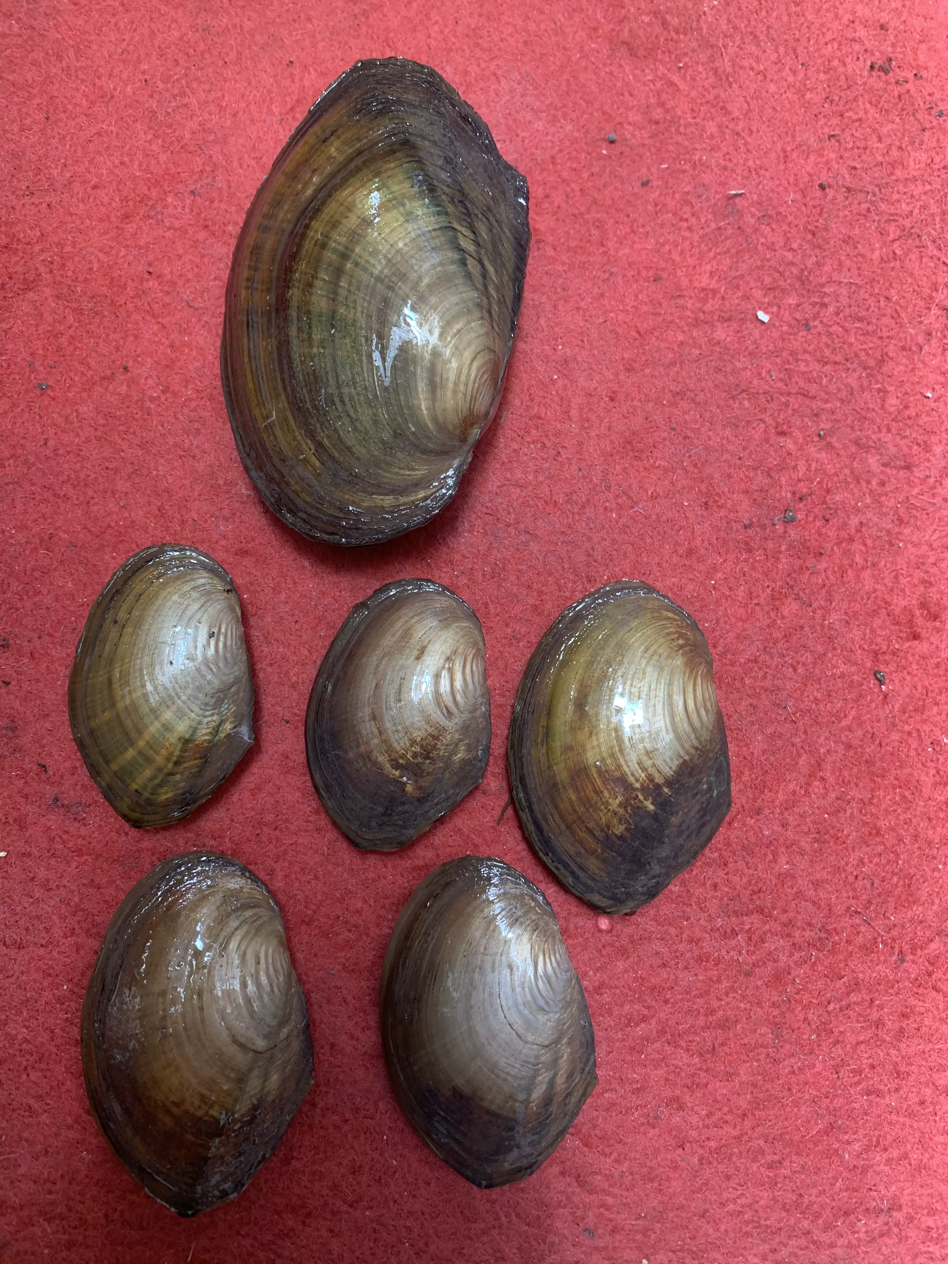 河蚌活體淡水河貝過濾藻類水族觀賞河蚌魚缸淨化水質鰟