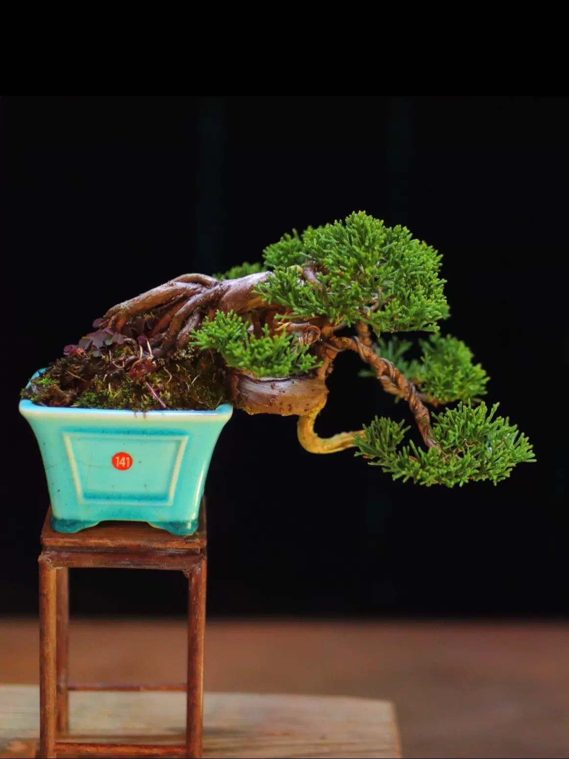 ♯141 鉢 中国宜興 盆器 盆栽 植木 松柏 皐月 真柏 BONSAI 楓