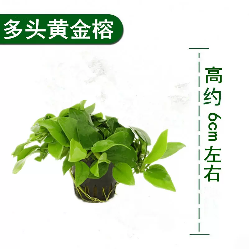 水族箱魚缸無土活體淡水植物水草淨化水質水溶黃金榕陰性草