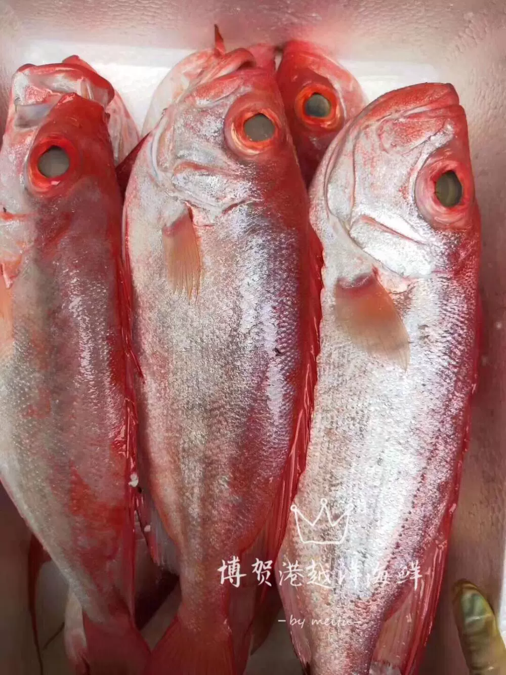 博贺港野生鲜活海鱼大眼睛鱼红目鱼大眼红鱼鲷鱼红目深海鱼包邮 Taobao