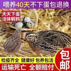 Green and robust pet quails have sold 5,000+