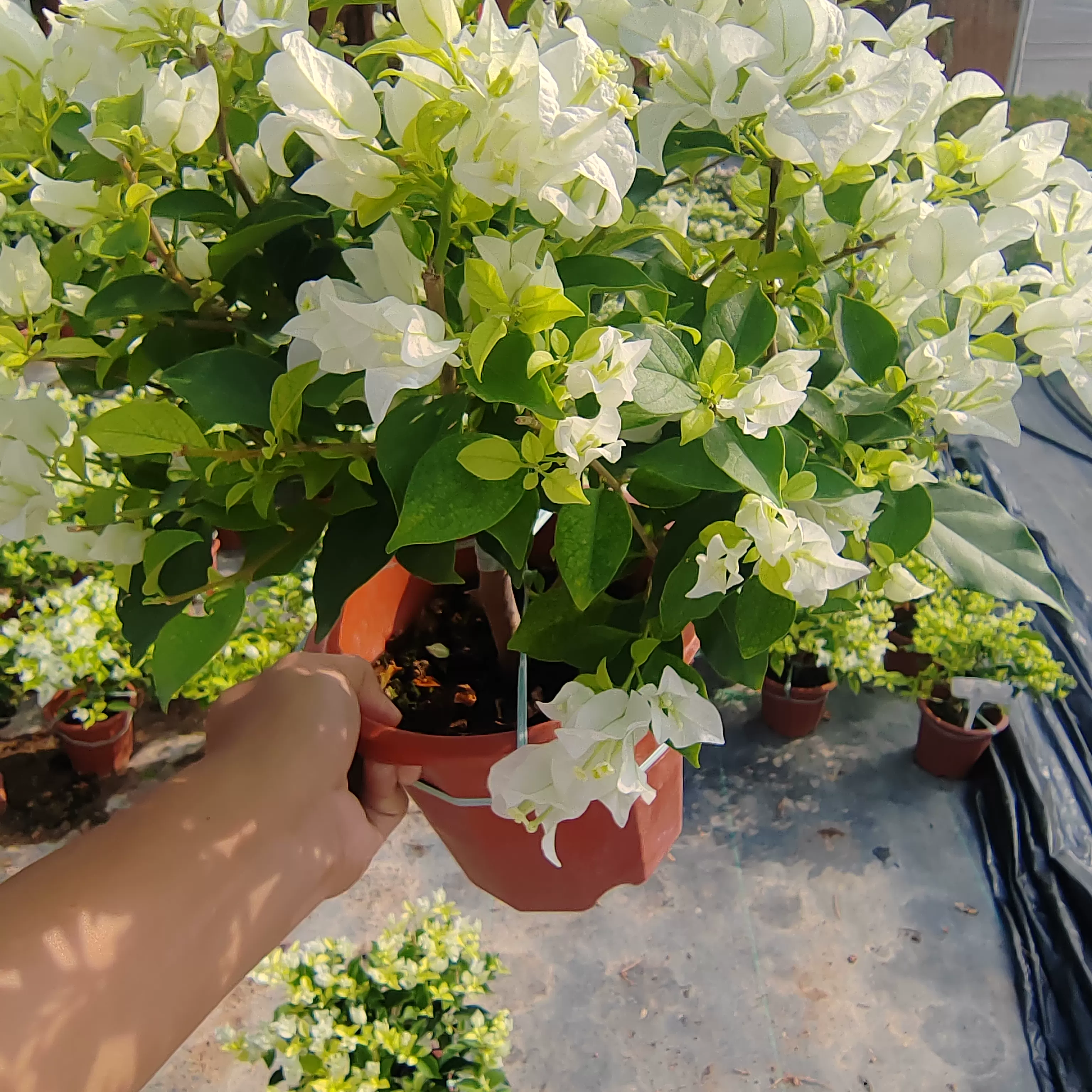 白雪公主三角梅盆栽带花爬藤植物阳台庭院四季开花好养易活花卉