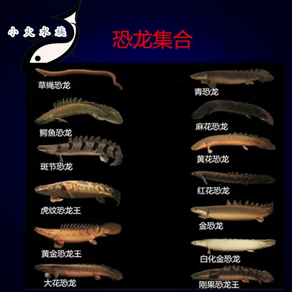 古代鱼大型恐龙鱼鳄鱼恐龙王大花恐龙虎纹恐龙皮卡丘活体