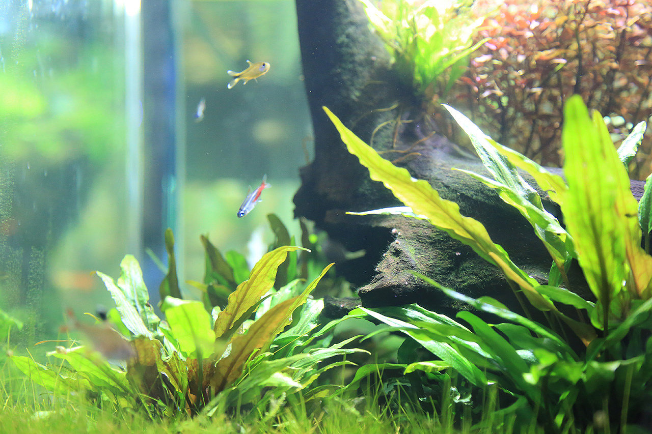 养鱼新手必买的5种入门水草 你养过几种 美优享 美丽优品分享好站 优品情报站