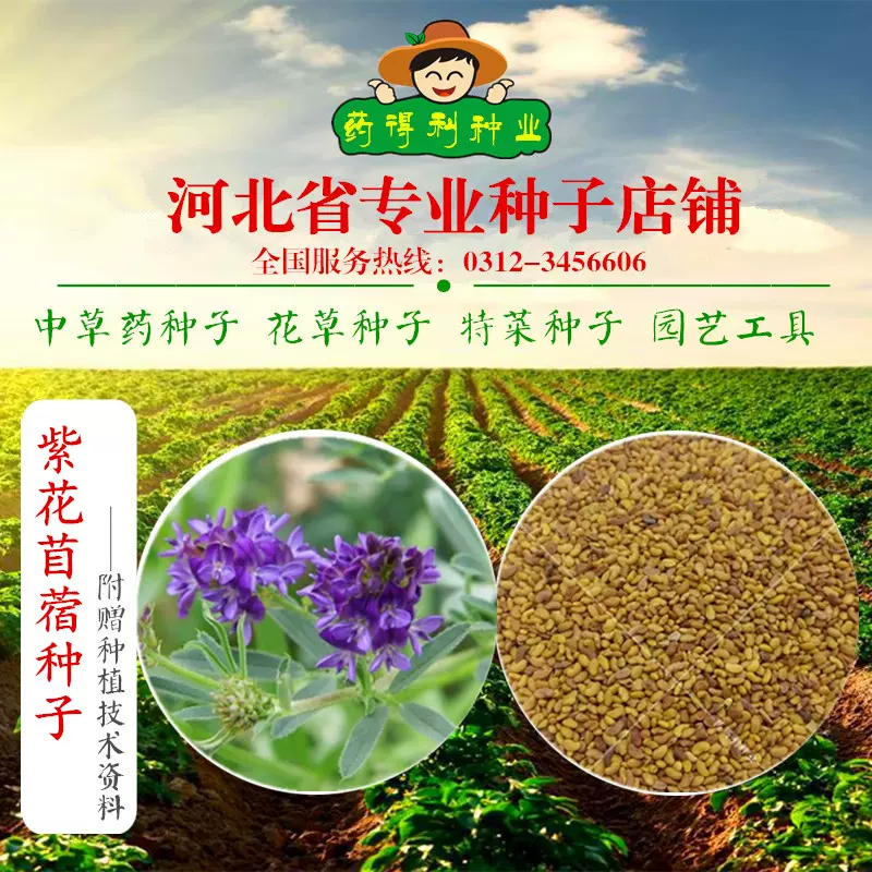 紫花苜蓿草种子牧草种籽多年南北方牛羊兔牧草芽苗