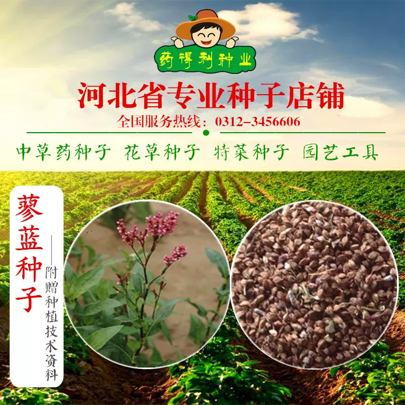蓼蓝种子 出售靛叶种子靛青籽染料染布青黛靛籽另 蓼蓝种子 出售靛叶种子靛青籽染料染布青黛靛籽另