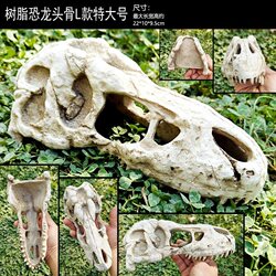 Reptile breeding box landscaping skull rhino sheep