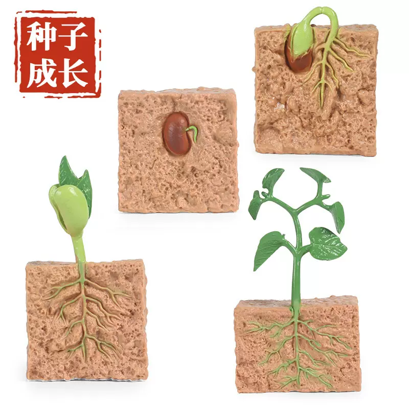 仿真動物植物生長過程模型種子實心大豆成長週期早教兒童科教玩具