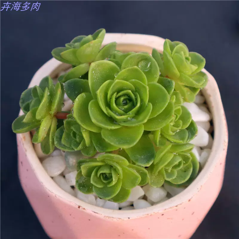 多肉植物 山地玫瑰 群生多头易爆盆出小崽肉肉盆栽花卉防辐射趣味