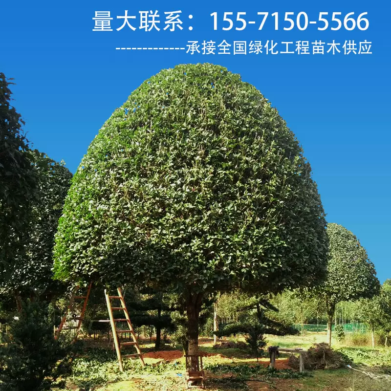 大桂花树苗金桂丹桂树朱砂桂状元红血红桂花树苗庭院绿植