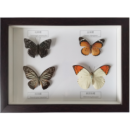 本物の蝶標本フレームアート - 蝶のおじさん