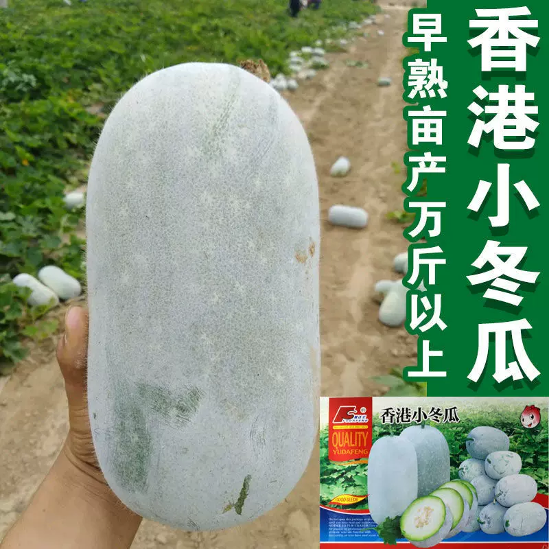 香港小冬瓜种子蔬菜种业粉皮早熟迷你冬瓜春季播冬瓜水果冬瓜