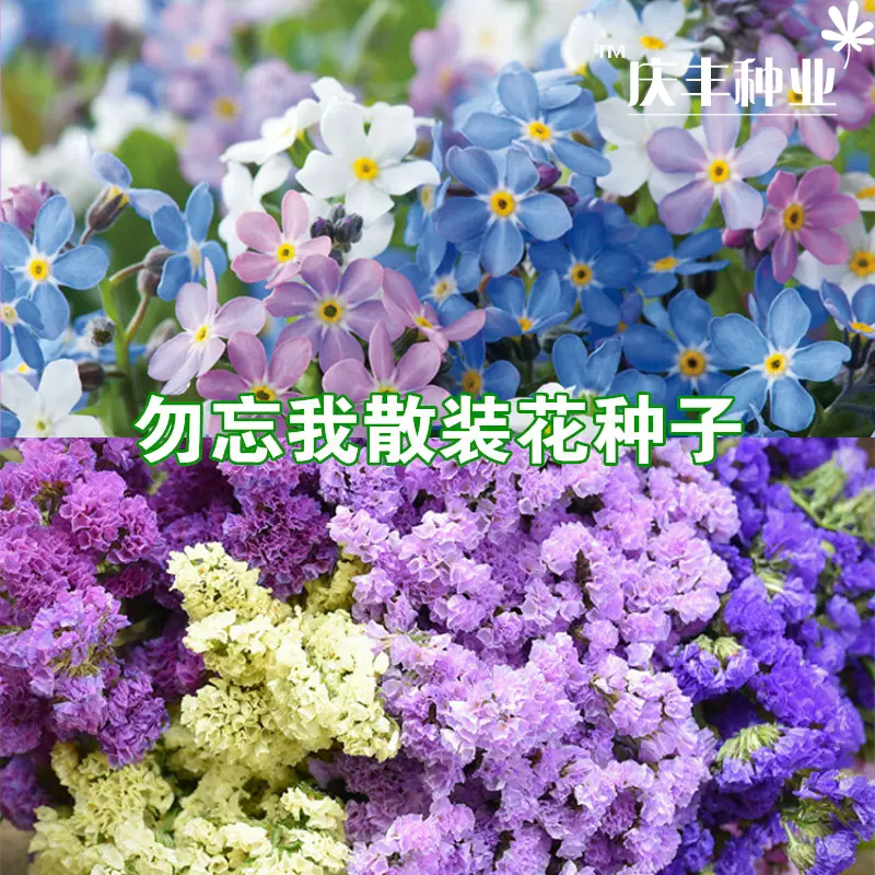勿忘草种子勿忘我星辰花草阳台室内种植花卉盆栽易种混色多年生 勿忘草种子勿忘我星辰花草阳台室内种植花卉盆栽易种混色多年生