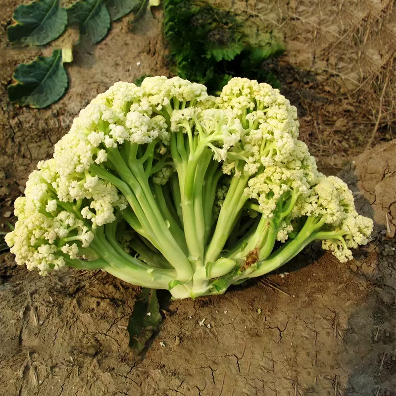 松花60花椰菜种子菜花有机花菜种子松花菜品质优秀松花菜花椰菜 松花60花椰菜种子菜花有机花菜种子松花菜品质优秀松花菜花椰菜