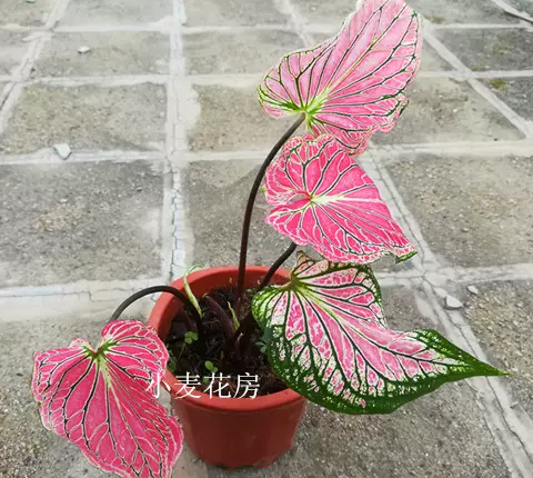 美人彩叶芋粉色和声彩叶芋泰国美人花叶芋热带雨林造景 Taobao