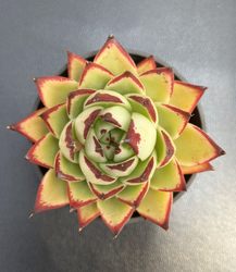 California Yellow Bark Ebony Yunnan Succulents Green Plants
