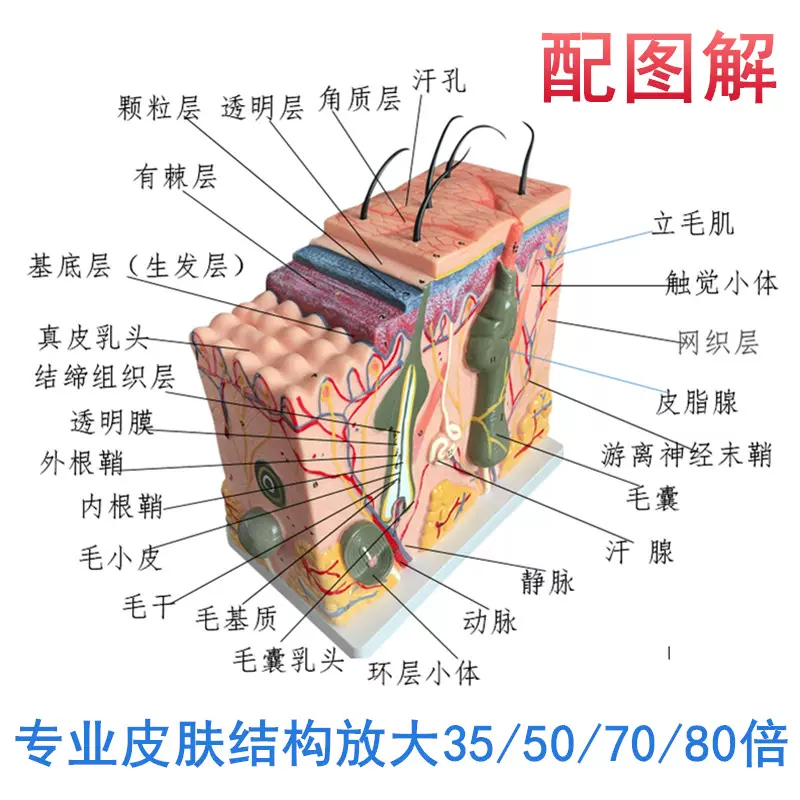 皮膚構造模型 美容 教材 毛穴 毛根 拡大 解剖模型 人体学習用