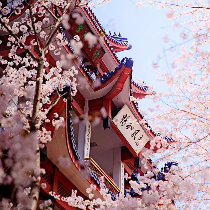 【赏花季】无锡鼋头渚太湖游船风景区门票游船一日游飞猪旅行