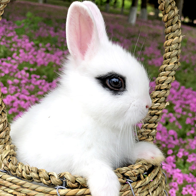 Little rabbit live dwarf rabbit mini teacup rabbit live purebred Dutch ...