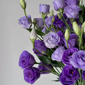 紫色桔梗花- Top 100件紫色桔梗花- 2024年4月更新- Taobao