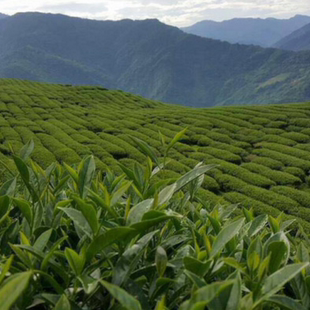 台湾名茶，引领饮茶文化！