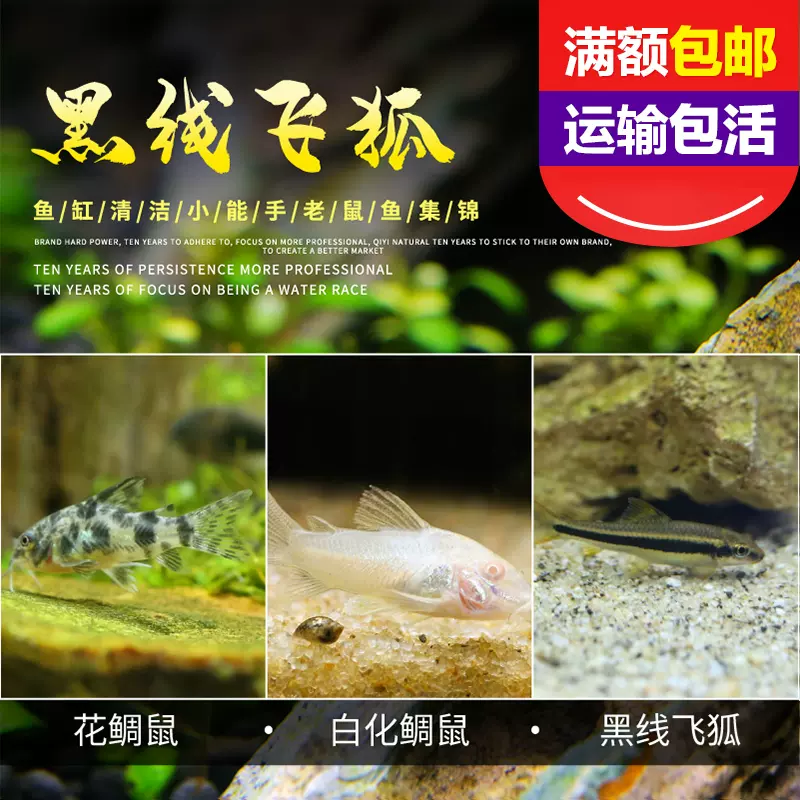 小型熱帶魚觀賞魚易活魚缸活體淡水花鯛白化鼠黑線飛狐老鼠