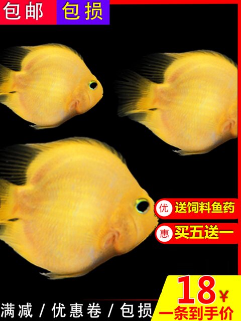 Tropical ornamental fish Golden parrot Live fish Blood red Yuanbao Plum blossom God of wealth fish fortune fish map silver dragon