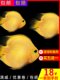 Tropical ornamental fish Golden parrot Live fish Blood red Yuanbao Plum blossom God of wealth fish fortune fish map silver dragon