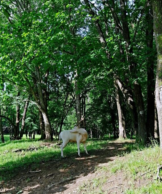 平山神鹿旅游区