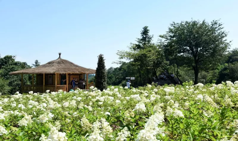 江津花小原图片